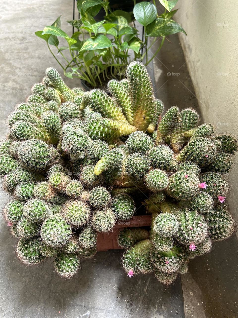 Mammillaria Cactus