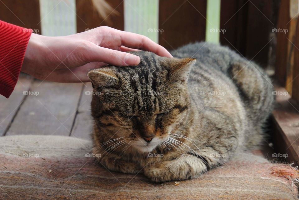 Stroking a cat