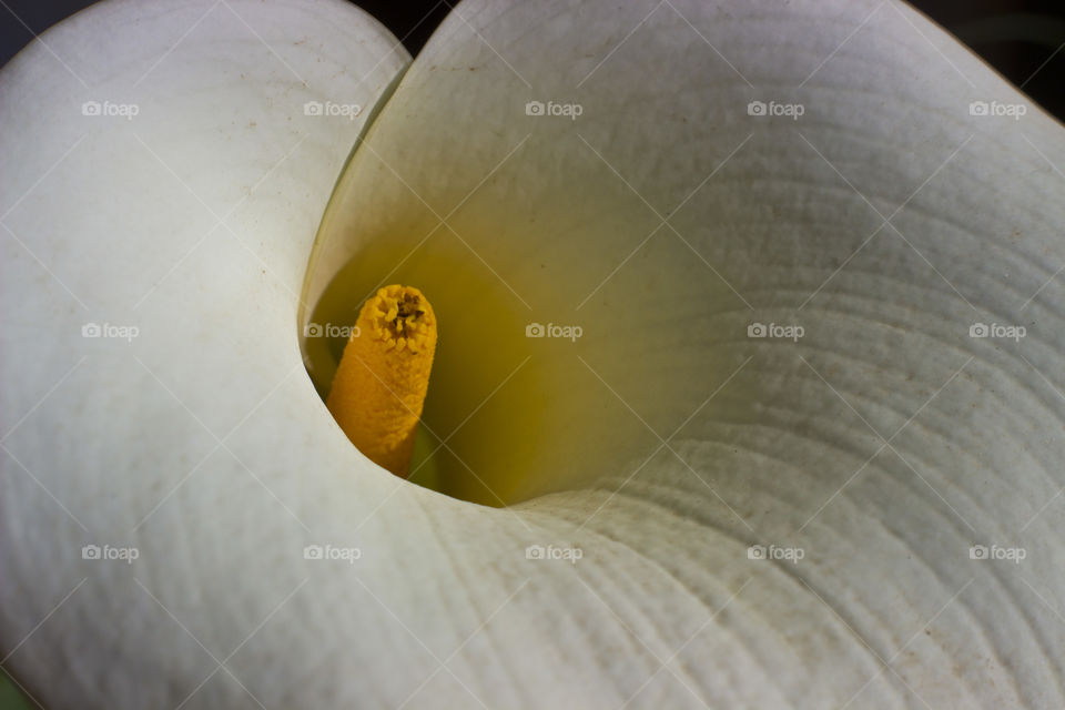 clear view of a calla lilly