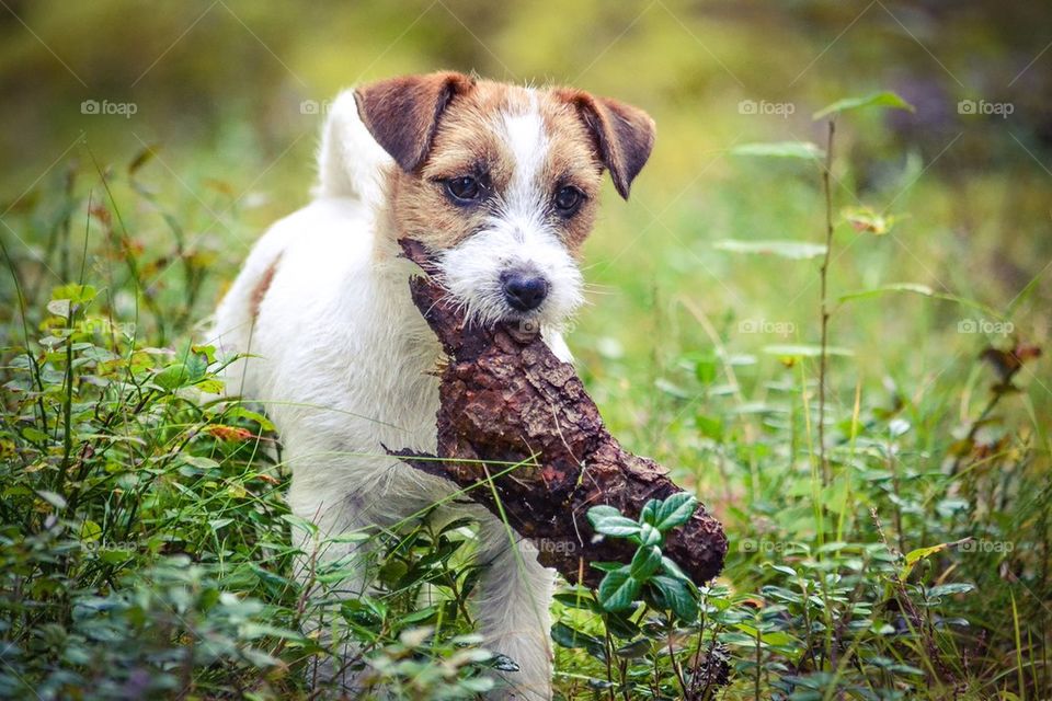 Jrt in forrest