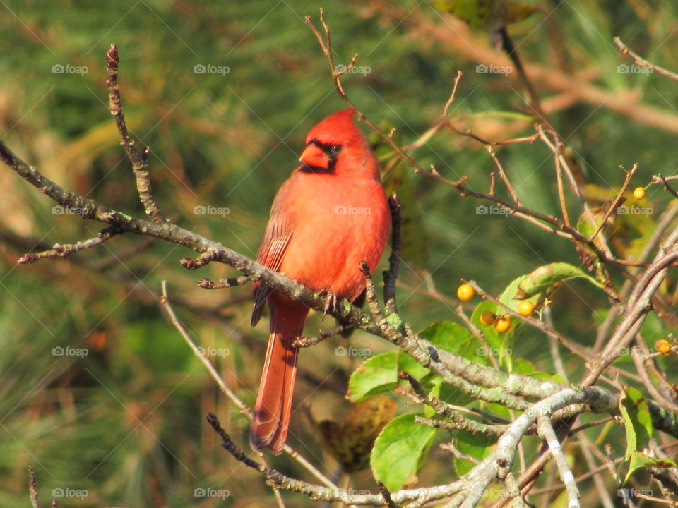 Male Cardinal in a sweet gum tree