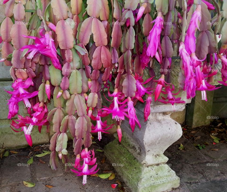 glorious zygocactus in blooming phase showing its magnificent fuchsia colouring