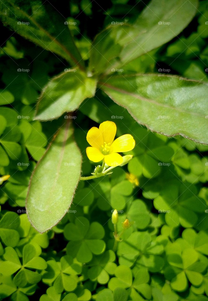 Yellow blossom