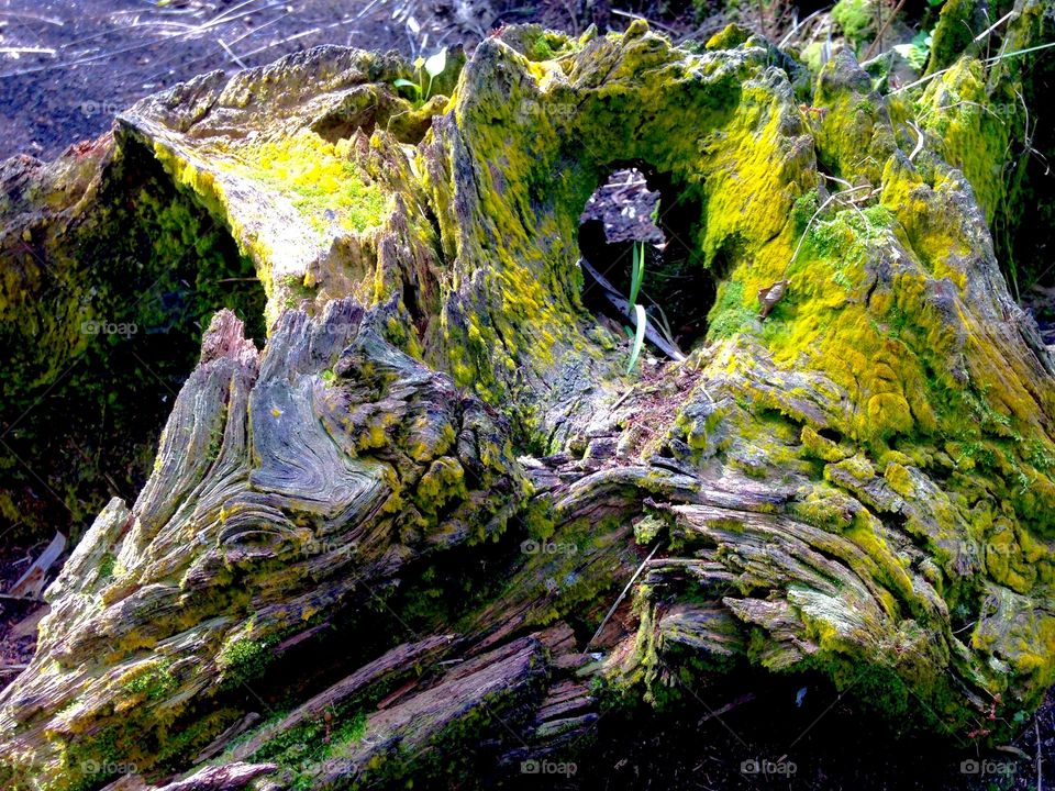 art of moss of wood from wood line