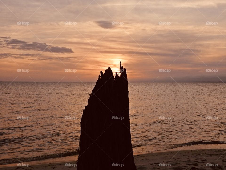 Sunset with tree silhouette 