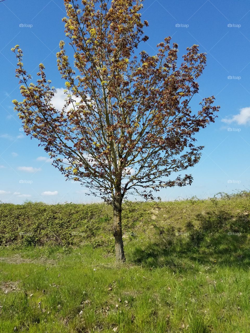 Clear day for a roadside tree.
