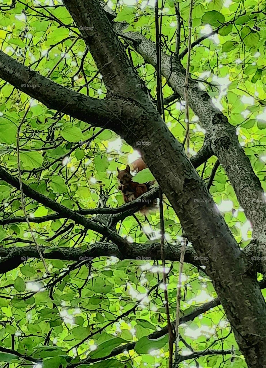 A squirrel sitting on a tree