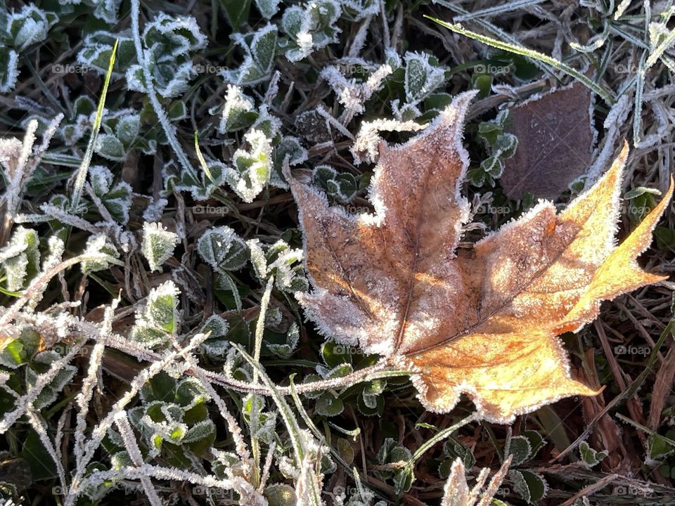 Icy leaves 