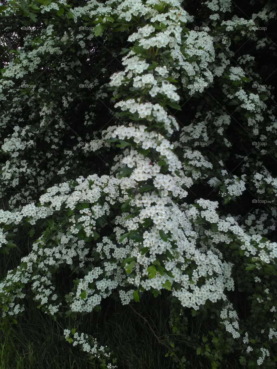 white blossom's