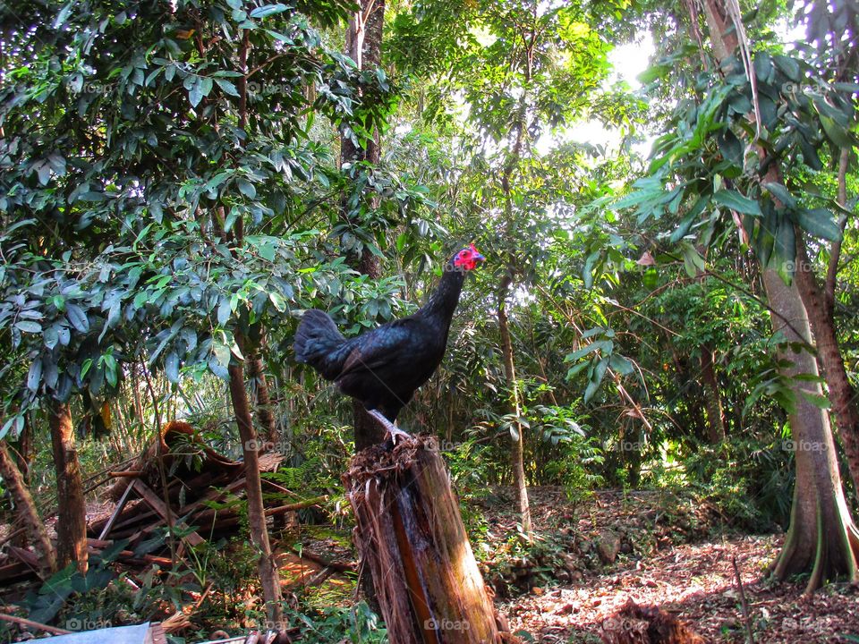 black hen on a banana tree that has been cut