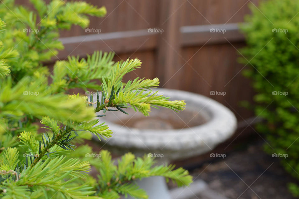 spring green buches birdbath