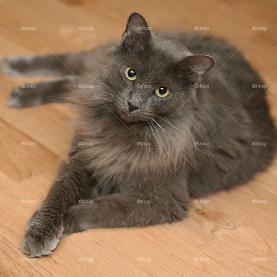 Bobbie the bob-tailed cat. Just relaxing at home. Portrait of my Russian Blue mix bobtail