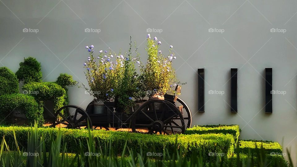 Plant in the cart,tumbril,plant,floral,flowers,grass,green,garden,gardening,colorful,blossom,nature,spring,landscape