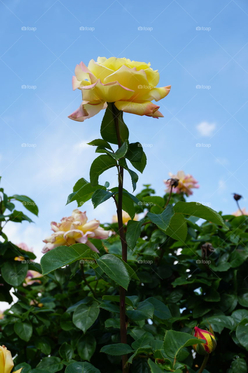 Stand tall rose 