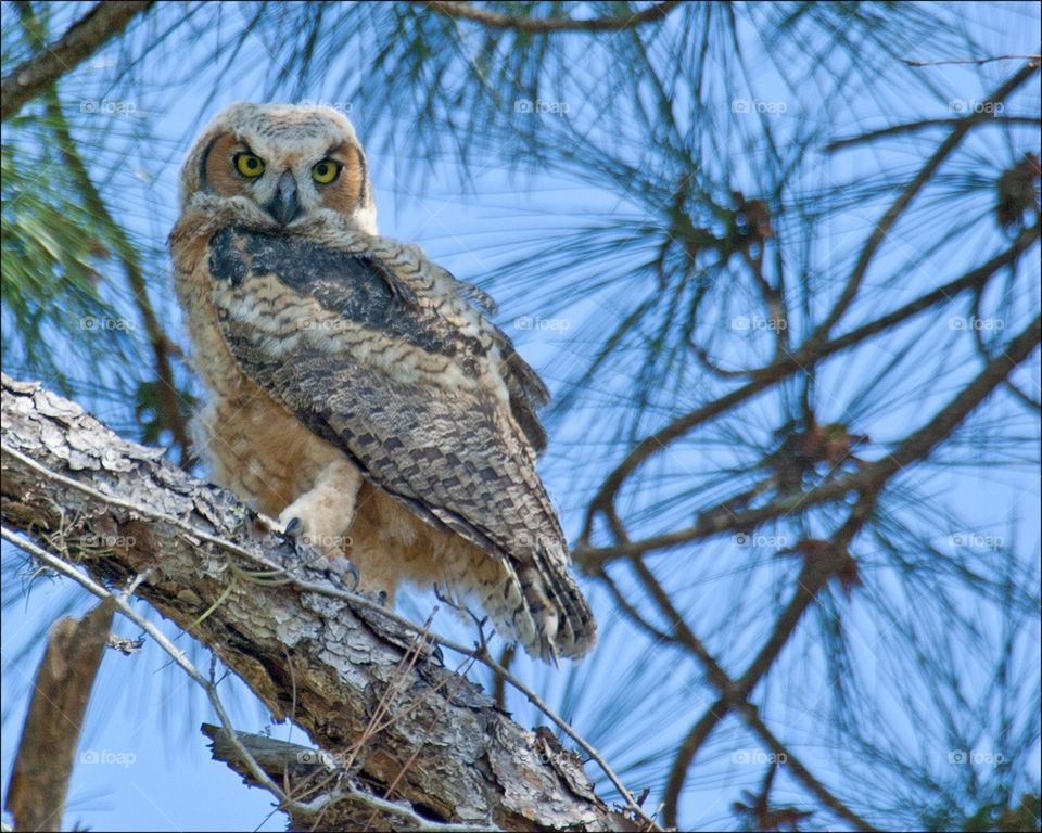 Beautiful Great Horned Owlet ready to begin the nightly hunt for prey.