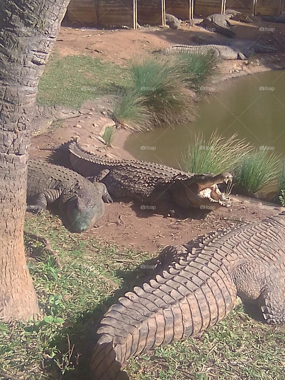 South Africa Crocodile