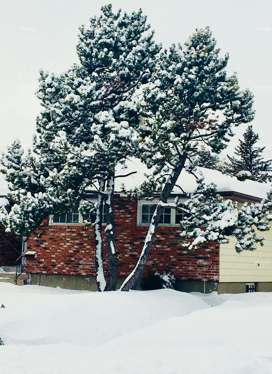 Tree in front of a house covered with the snow