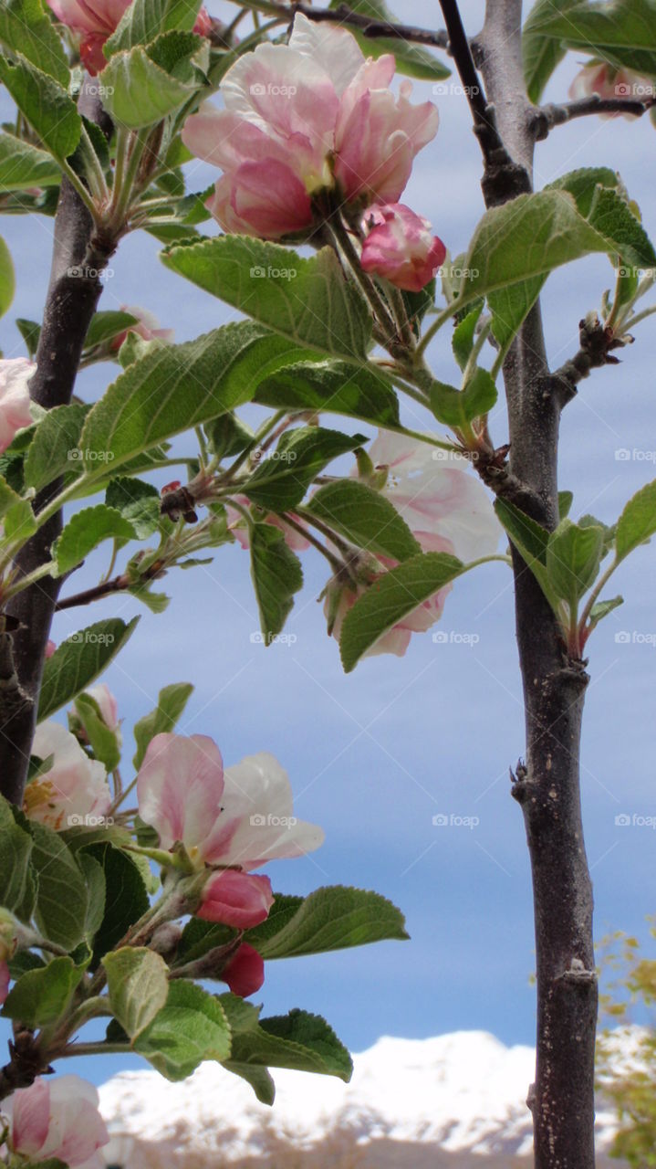Apple Blossoms