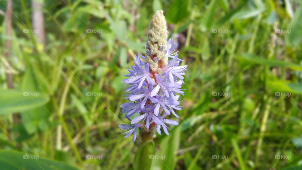 Wild Flower if Lafitte NHP,  Louisiana