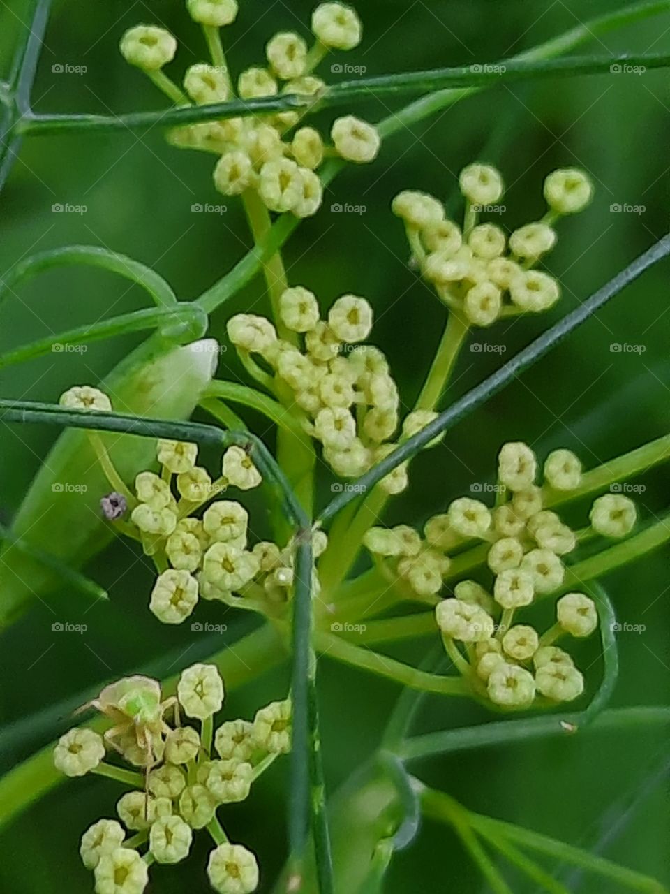 close-up of the dill flower buds