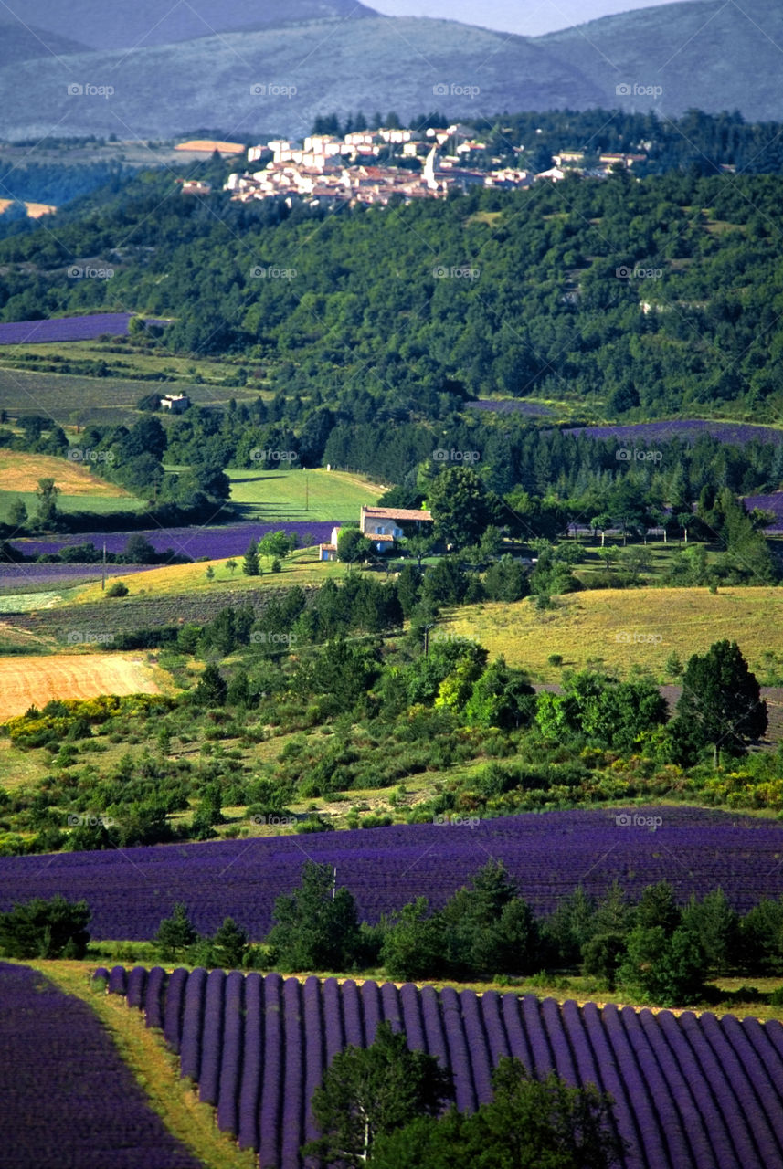 Lavender. Provence