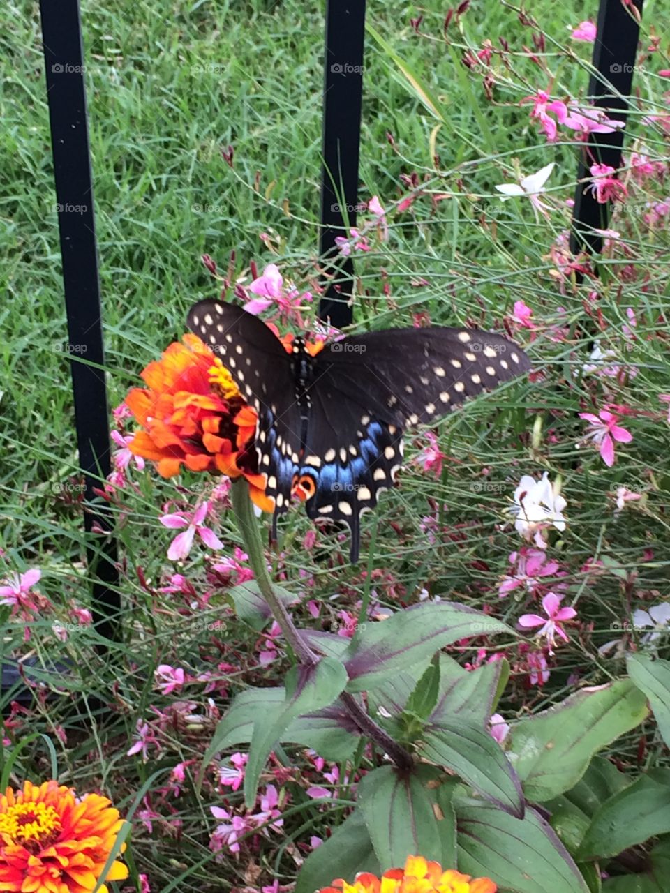 Butterfly by Fence