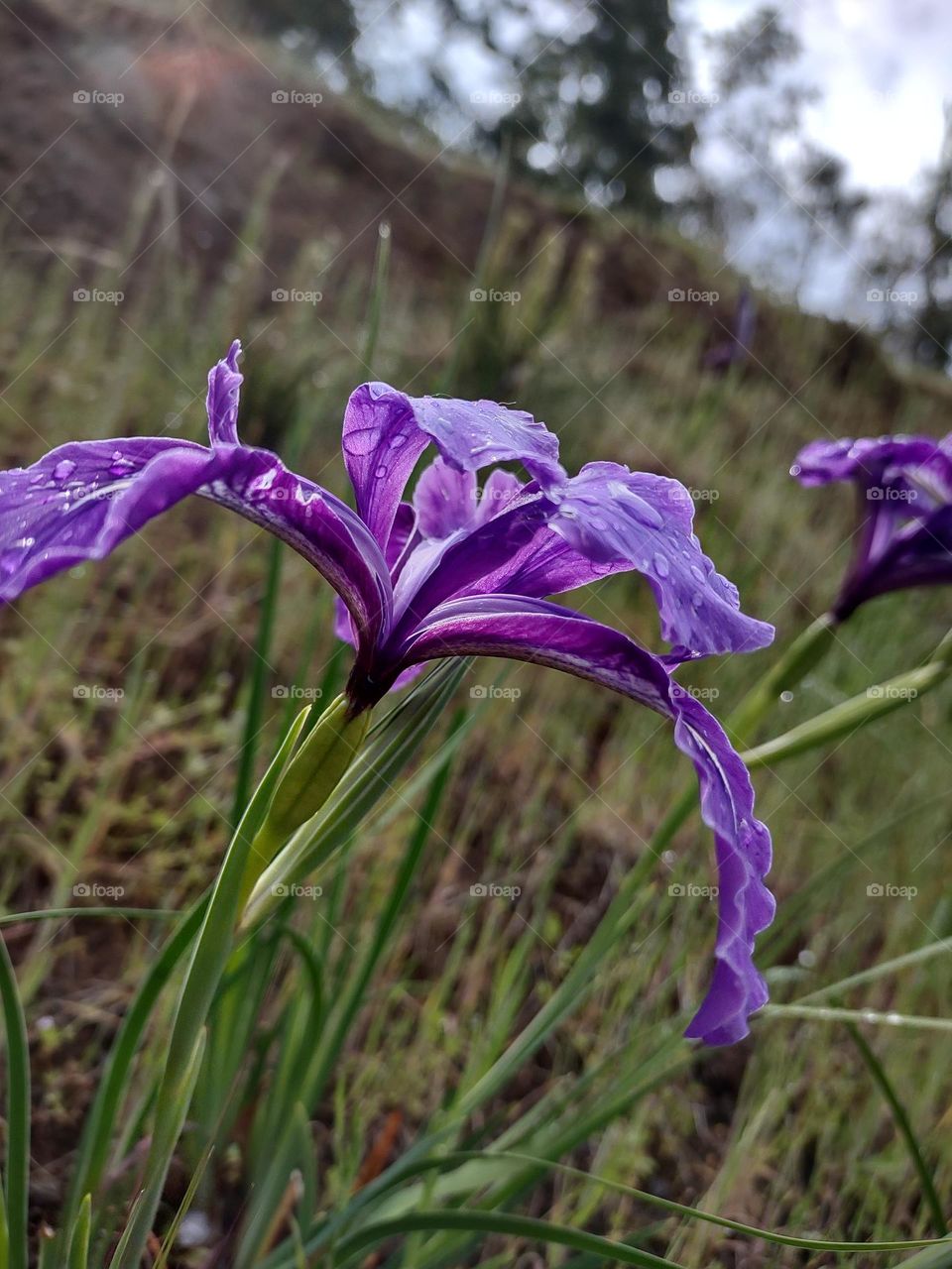 this is a wild iris from oregon