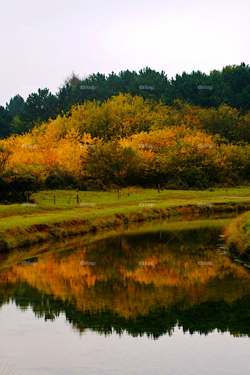 Colorful autumn trees