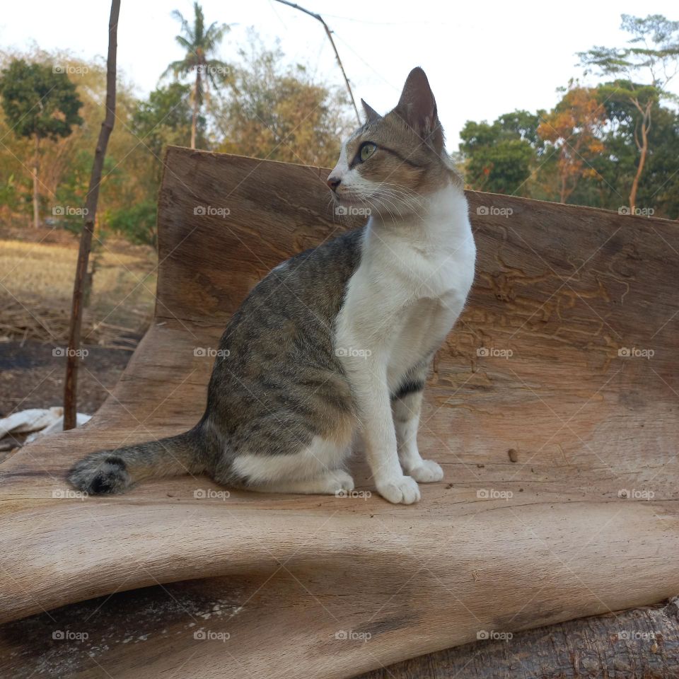 Beautiful cat sitting on a piece of wood