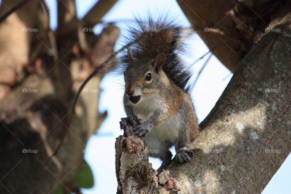 Squirrel in tree with nut