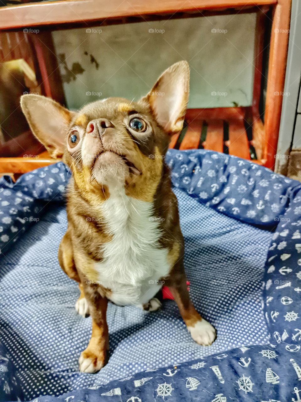 หนูชื่อมะตูม