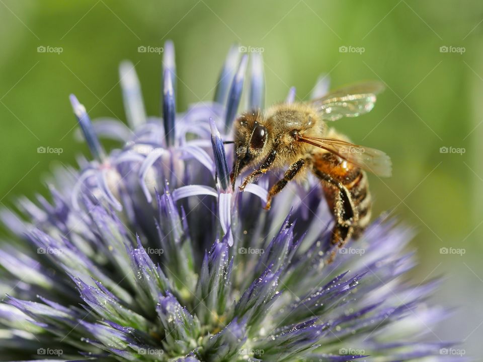 Honey bee searching for nectar on globe thistle