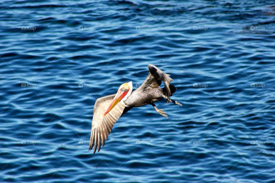 Air Pelican