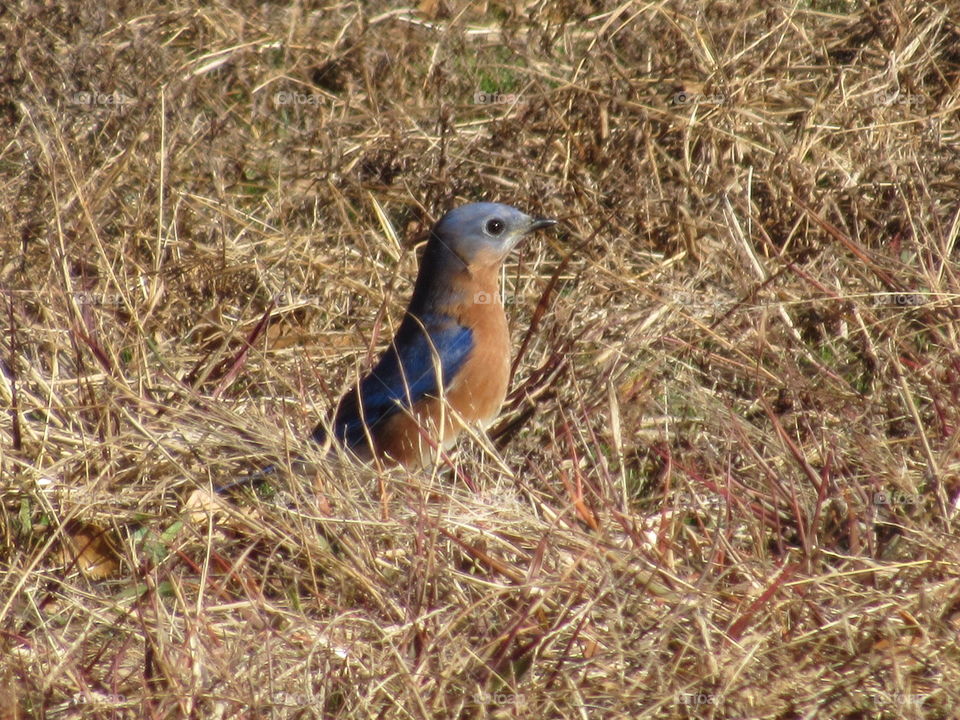 Bird, Nature, Wildlife, Animal, Outdoors