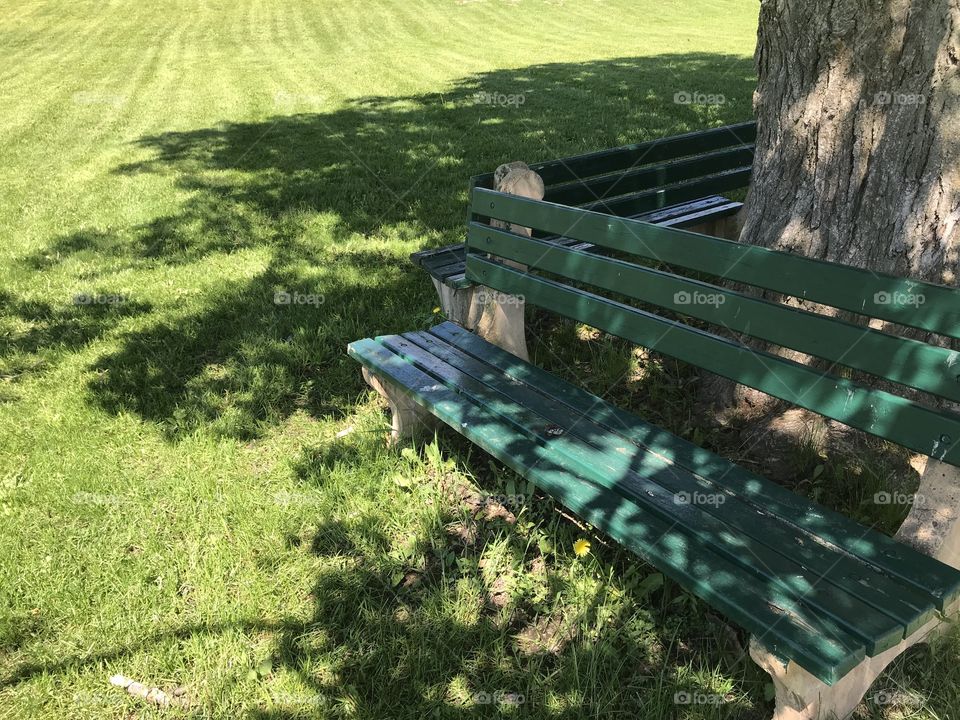 Empty benches under a tree