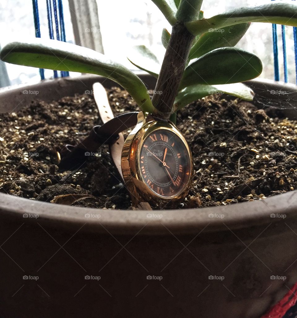 A Watch sits in the dirt next to a jade plant. It is in a container sitting in a window. The watch is oriented at 12:25. The jade plant is green.