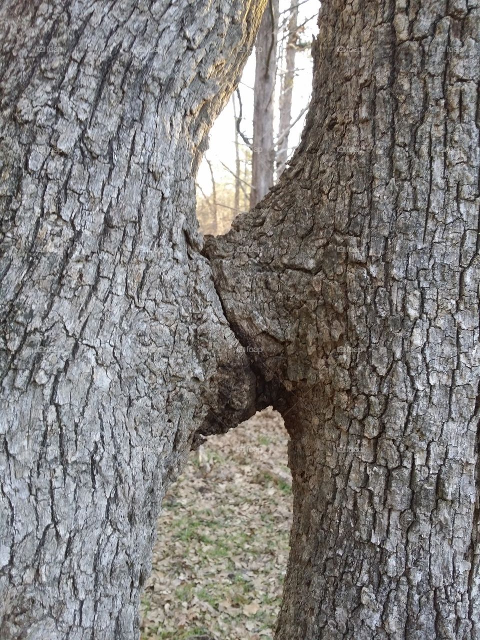 kissing trees