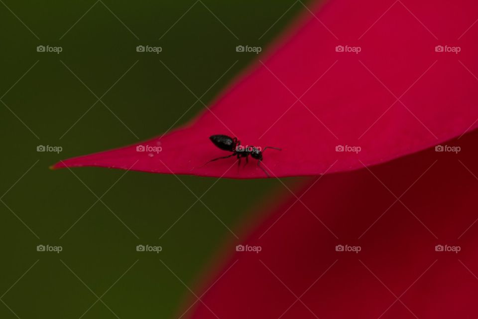 Ant on a Flower Petal 