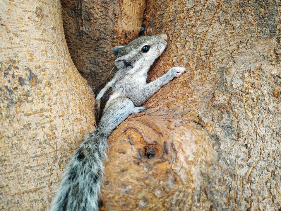 A closeup shot of a small Squirrel on the tree trunk