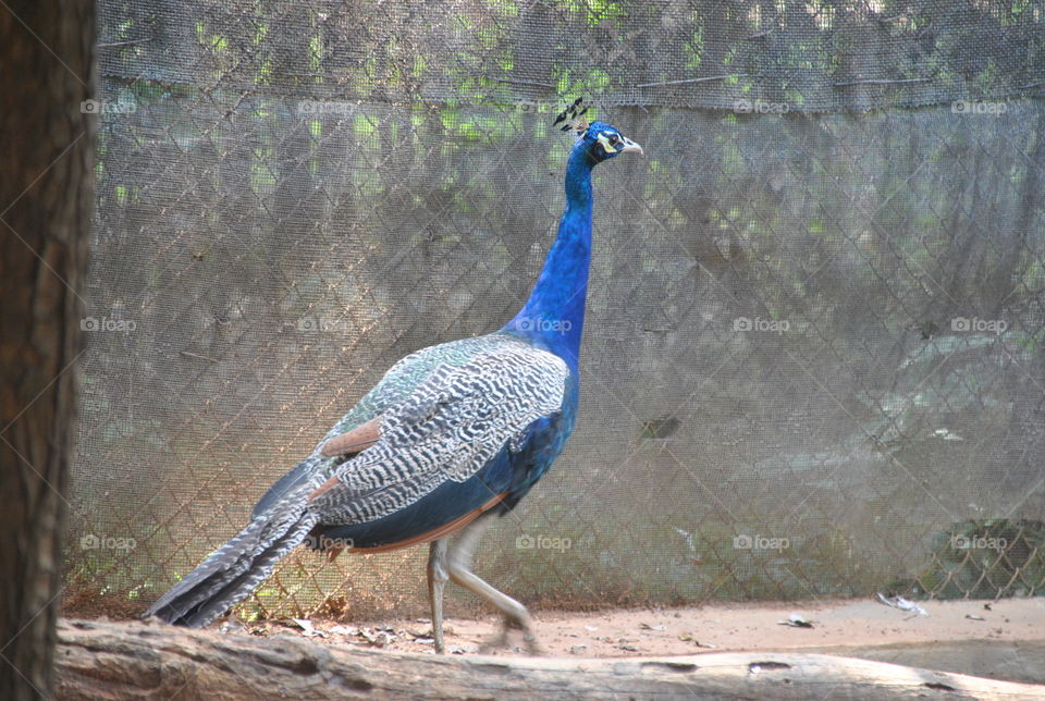 Indian Peacock