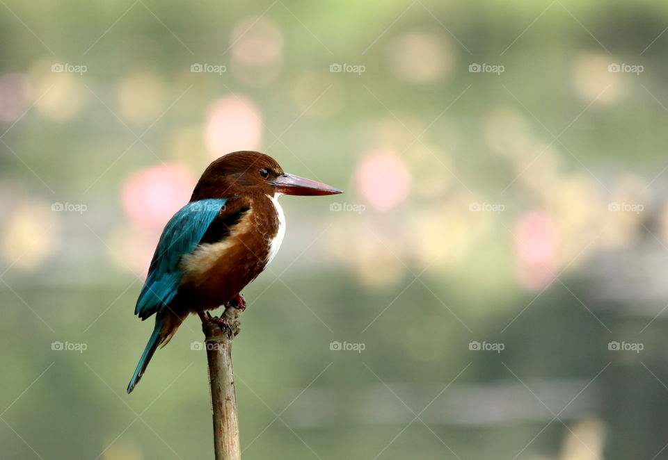 Common kingfisher is a small bird with nice color combination.