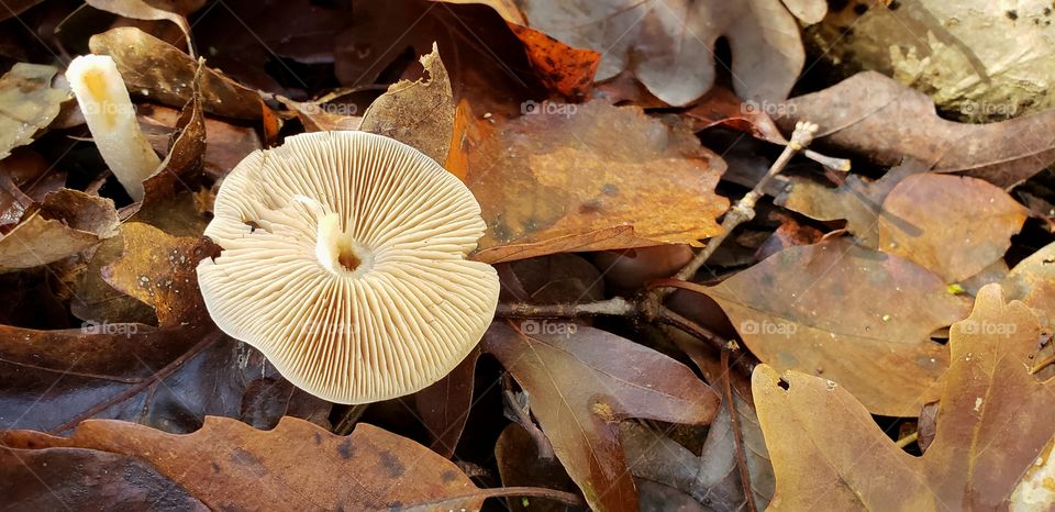 Fallen Mushroom
