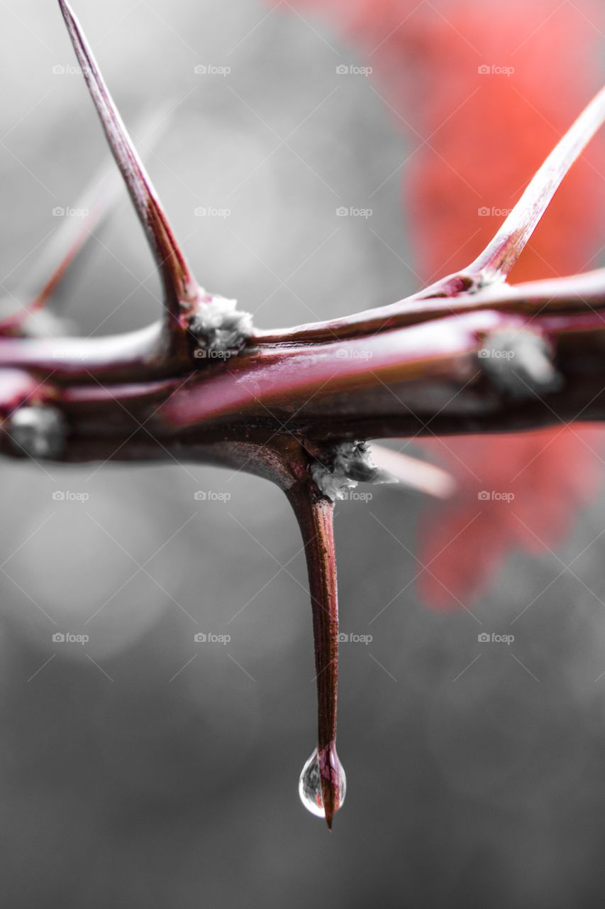 Raindrop on cactus spine
