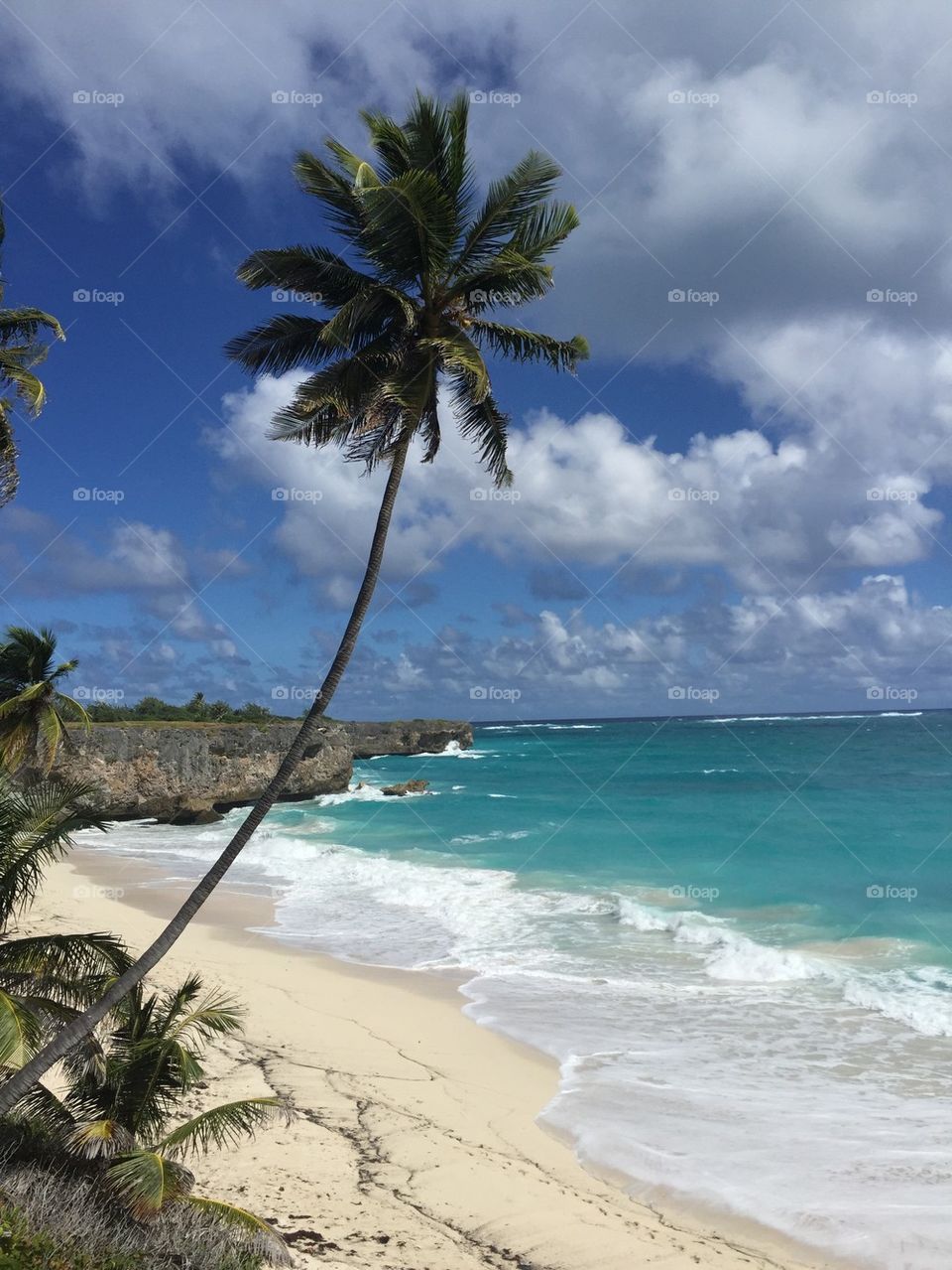 Palm tree on beach
