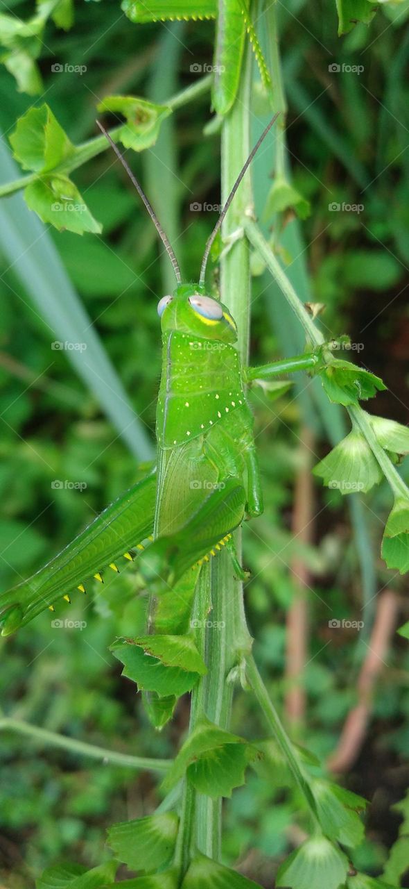 The green steamed locust is a species of steamed locust belonging to the genus Atractomorpha.