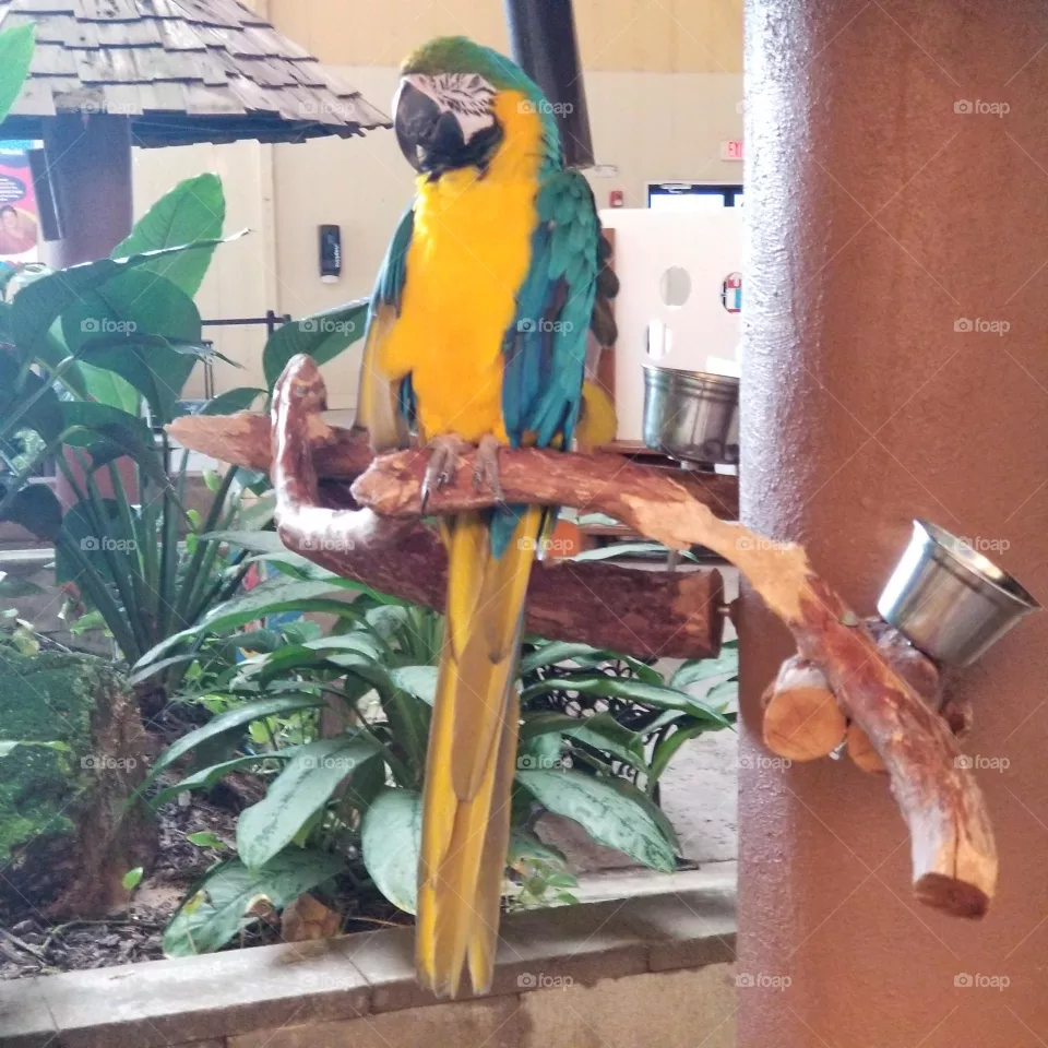 Beautiful Bird