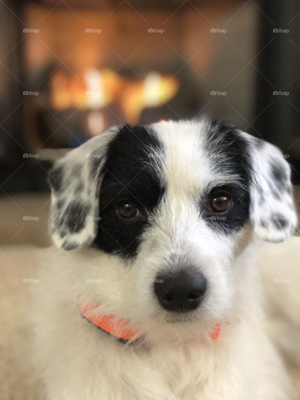 Cozy fire puppy 
