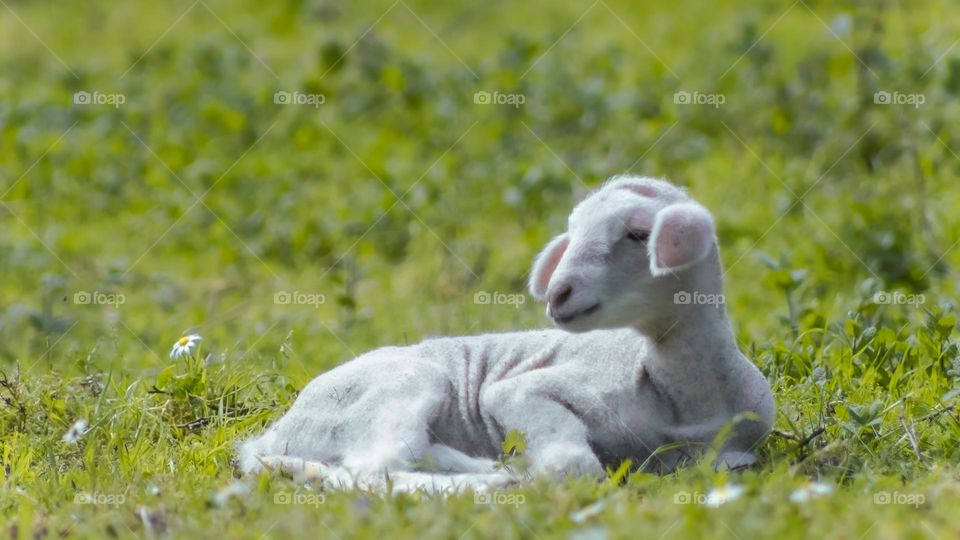 A newborn lamb, with a coat so thin you can see the pink of its skin, sitting in a sunny meadow