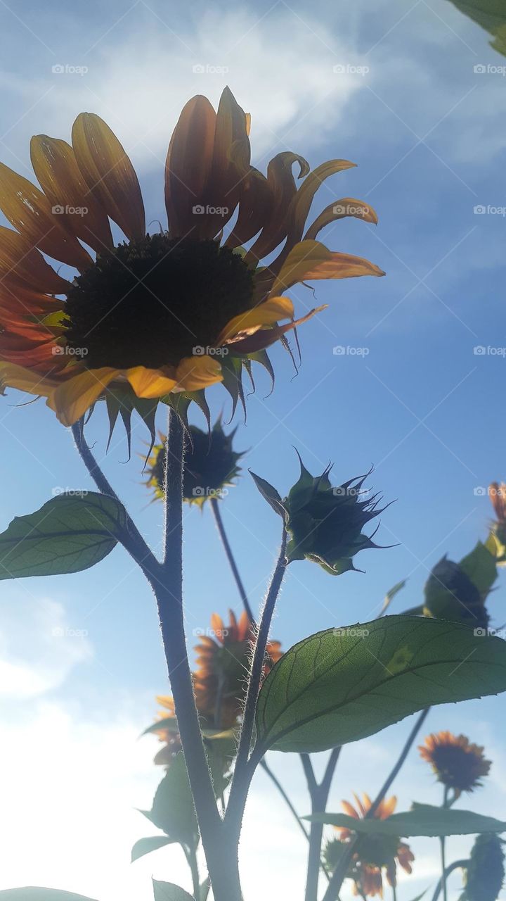 Tiger Sunflower Skies