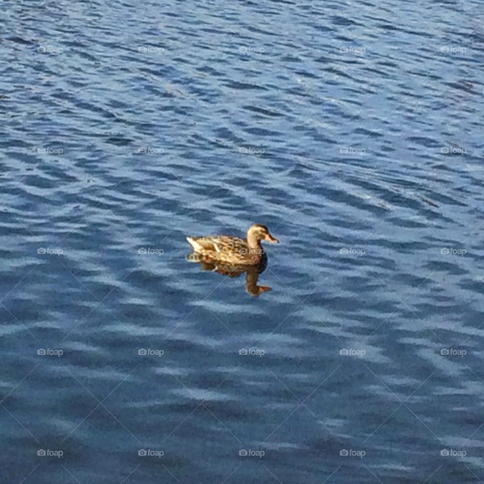 My Duck friend 